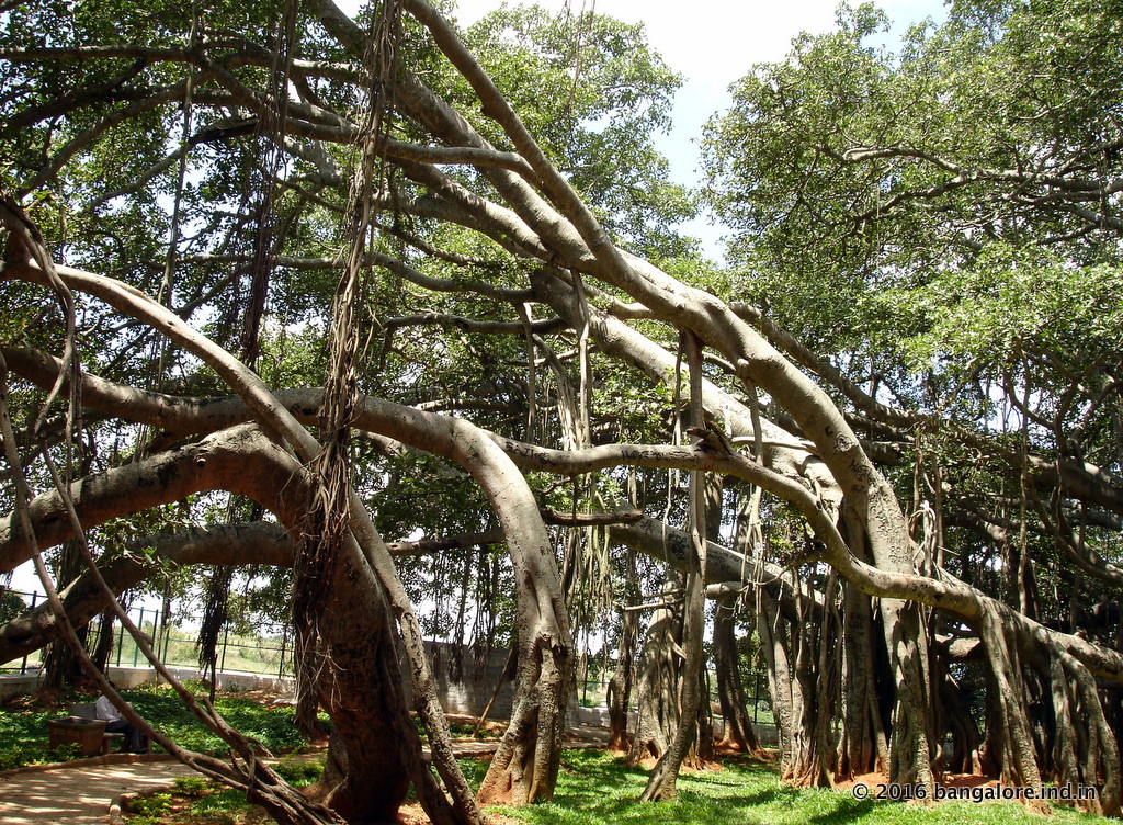 Dodda Alada Mara (the Big Banyan Tree) is 400 years old.