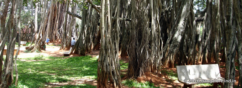 The 400 years old Big Baniyan tree of Bangalore