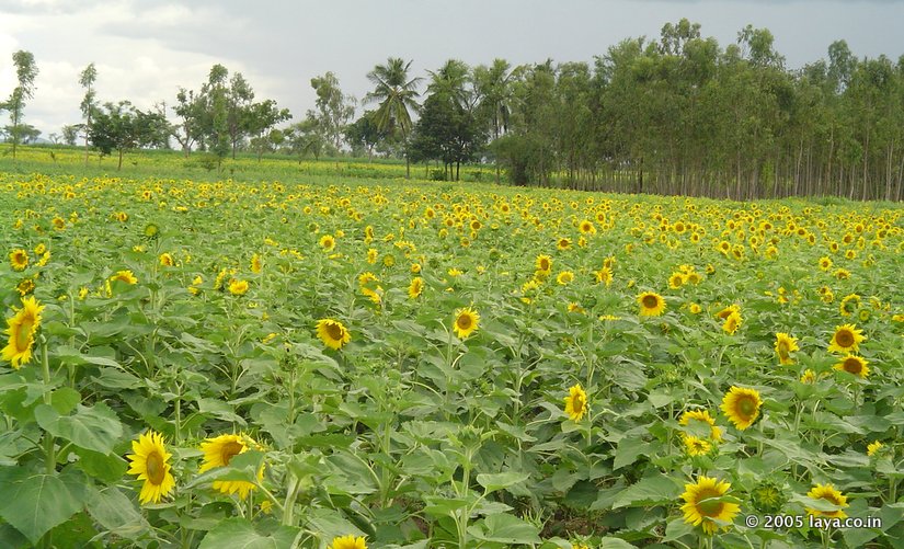 Sunflower Fields on the Way to Talakadu